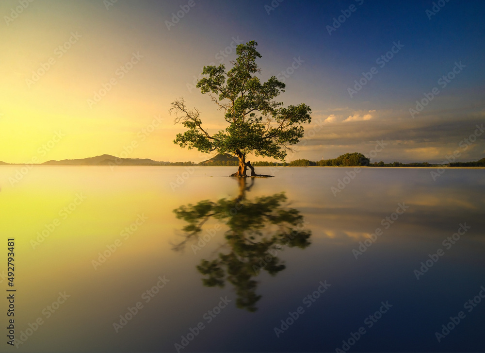 Beautiful sunrise scenery with a reflection of a single mangrove tree
