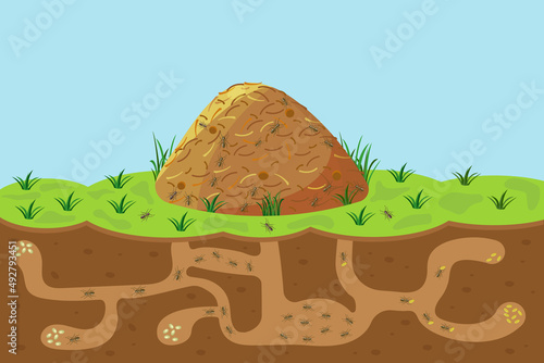 Anthill with holes and passages, sectional view underground. Vector cartoon of hill with termites outside and inside.