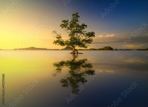 Beautiful sunrise scenery with a reflection of a single mangrove tree