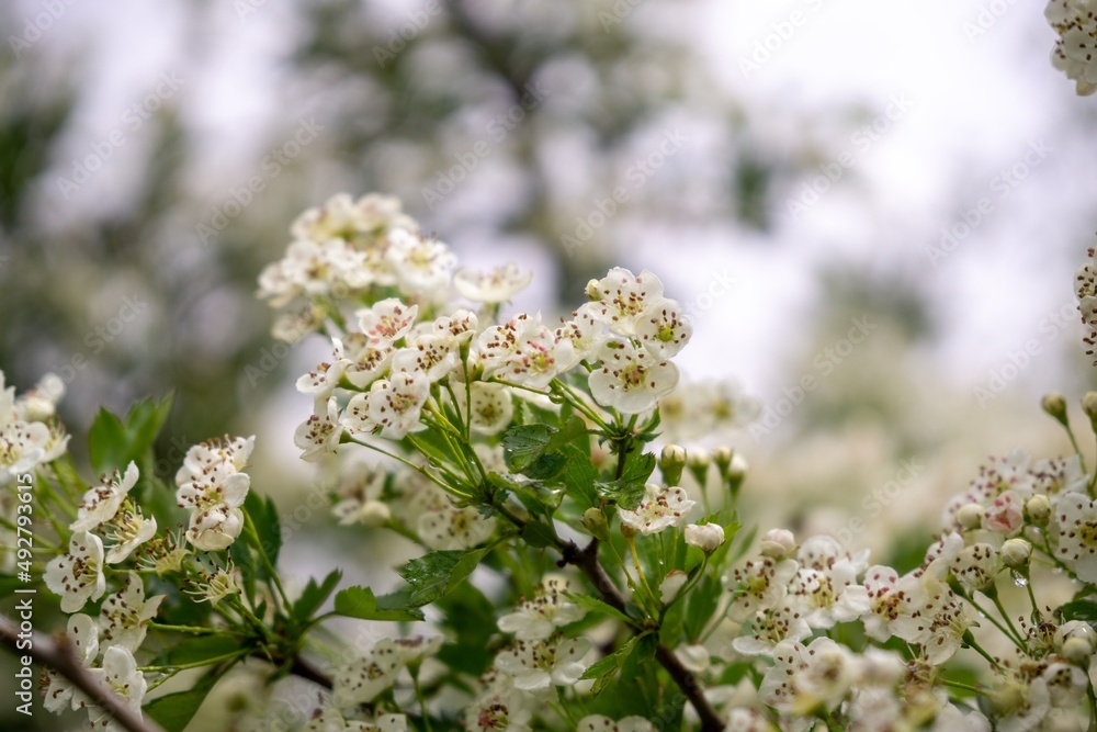 Spring tree flowering. White blooming tree. Slovakia Spring tree flowering. White blooming tree. Slovakia