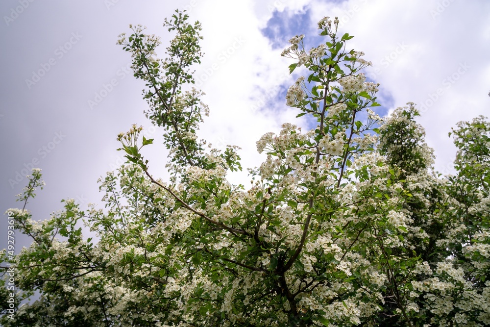 Spring tree flowering. White blooming tree. Slovakia Spring tree flowering. White blooming tree. Slovakia