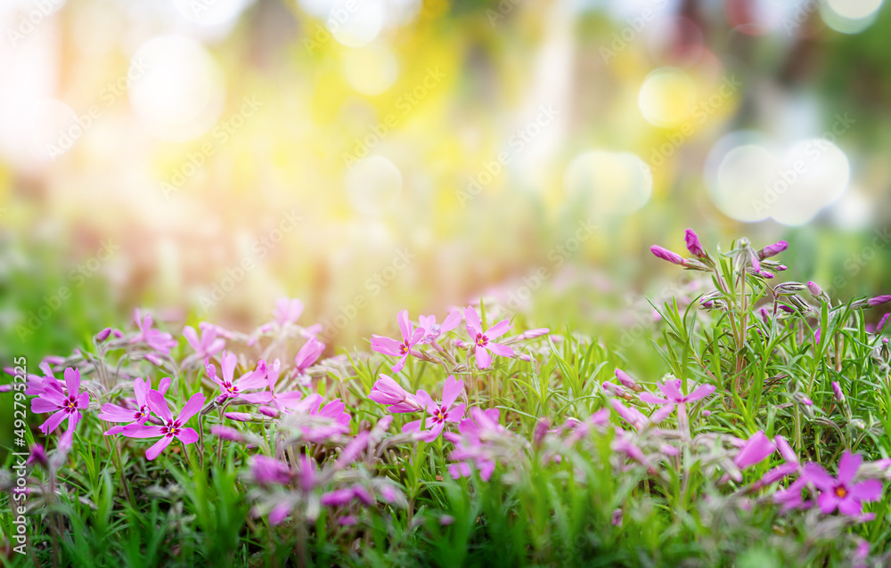 Summer background with blooming flowers and sunlight.