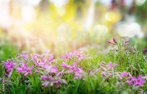 Fototapeta Naklejka Na Ścianę i Meble -  Summer background with blooming flowers and sunlight.