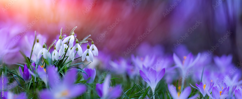 kwitnąca wiosenna łąka, z przebiśniegiem (Galanthus nivalis) i krokusem (Crocus sieberi), oświetlonych porannym słońcem - obrazy, fototapety, plakaty 