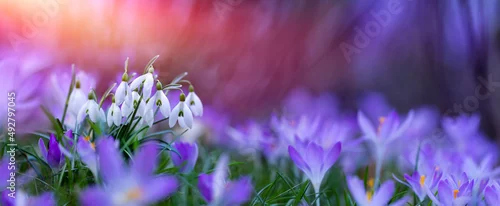 Panel kuchenny z motywem kwitnąca wiosenna łąka, z przebiśniegiem (Galanthus nivalis) i krokusem (Crocus sieberi), oświetlonych porannym słońcem