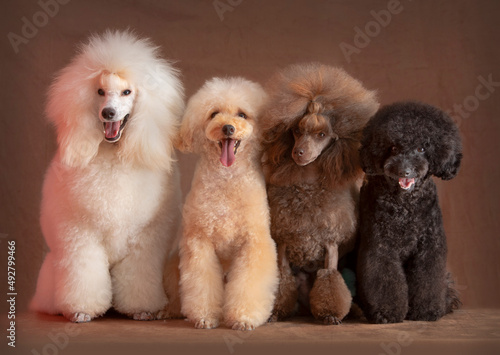 Four medium Poodles, white, apricot, brown, black.