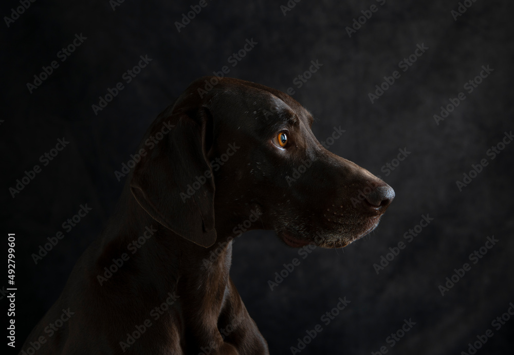 two german short hair pointer in studio portrait two german short hair pointer in studio portrait