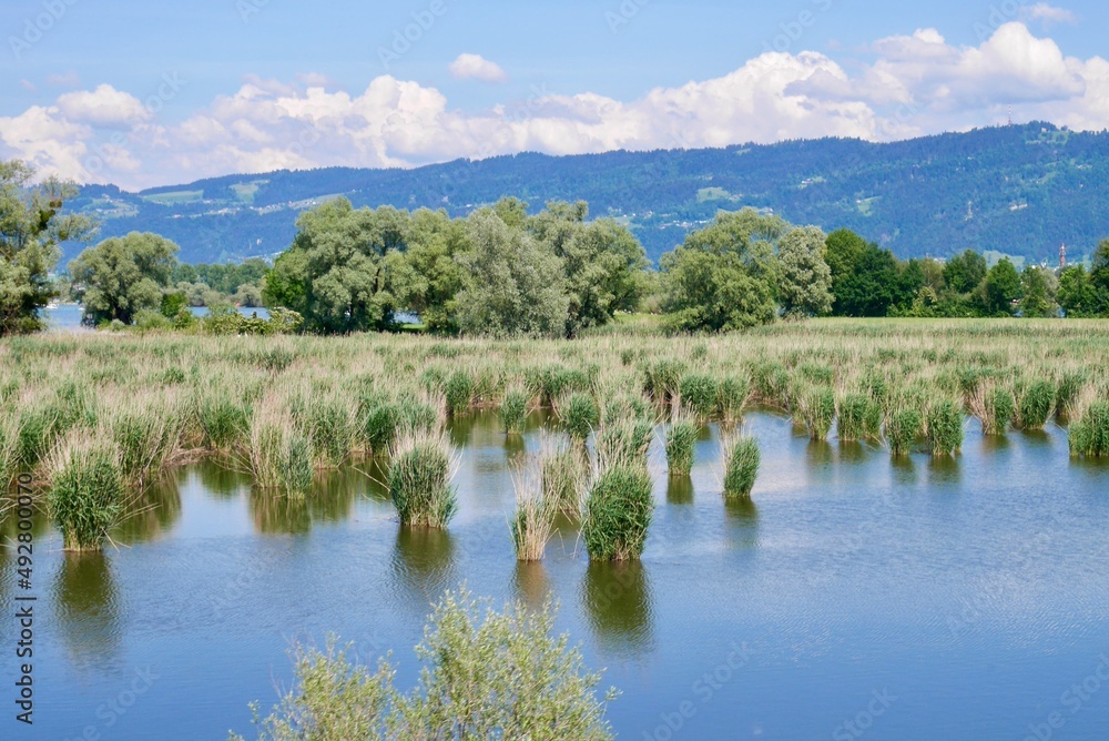 Nature reserve Rhine Delta close to Lake of Constance. Vorarlberg, Austria. Nature reserve Rhine Delta close to Lake of Constance. Vorarlberg, Austria.
