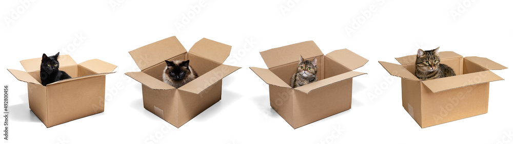 Collage with four cute beautiful cats sitting in boxes isolated over white studio background