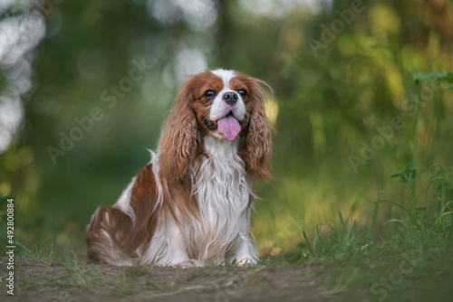 Valokuvatapetti Cute cavalier king charles spaniel dog on the background of spring forest