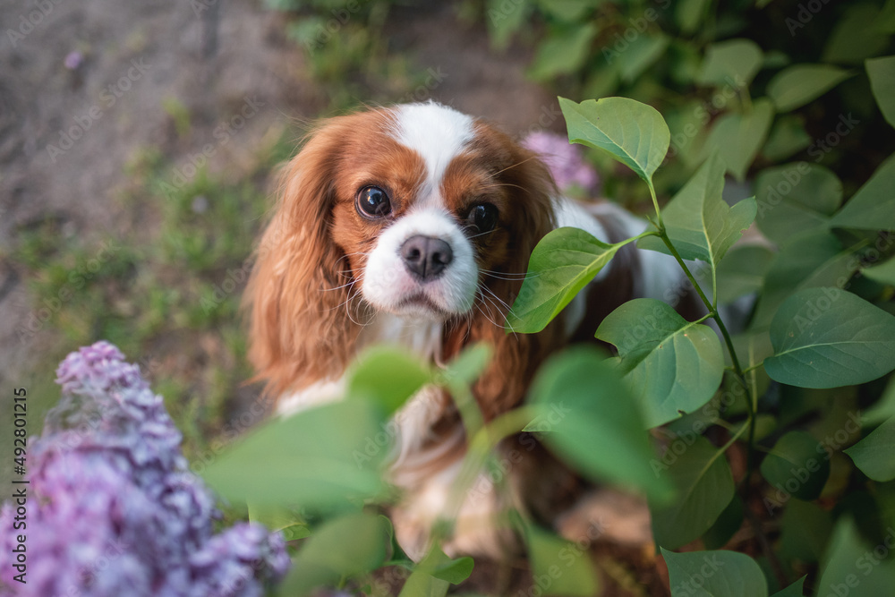 Cute cavalier king charles spaniel dog among white flowers