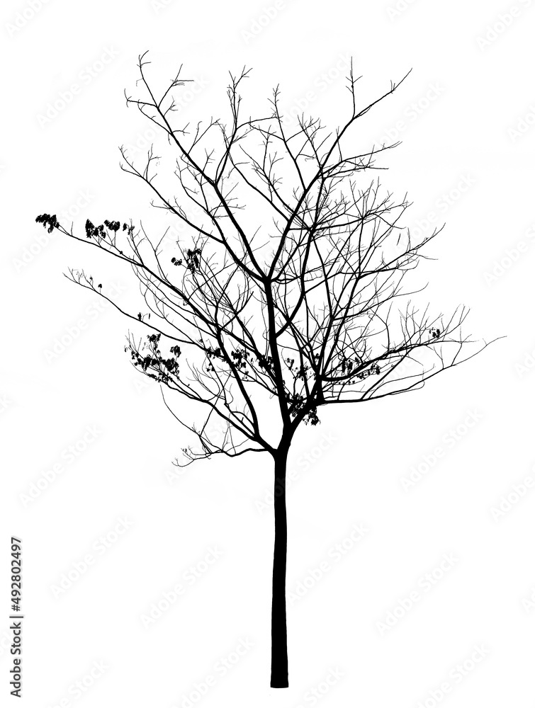 Silhouette bare tree isolated on white background Silhouette bare tree isolated on white background