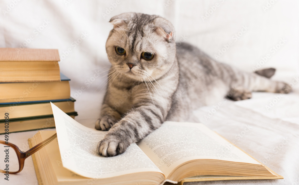 Reader cat. curious gray scottish fold cat lying on open book and looking attentively on pages Reader cat. curious gray scottish fold cat lying on open book and looking attentively on pages