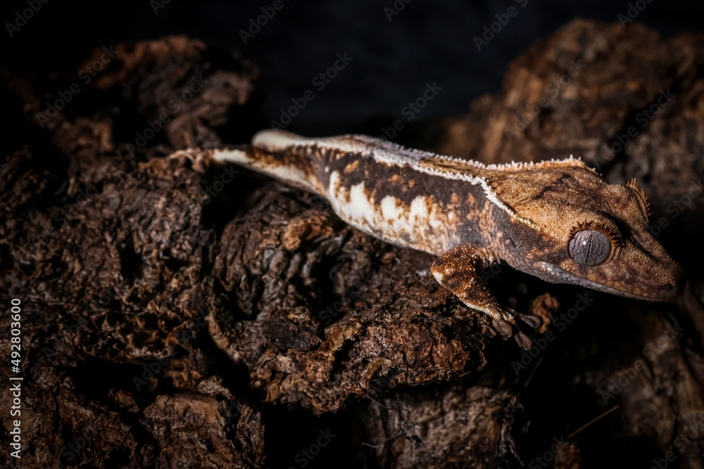 Fototapeta premium crestedgecko
