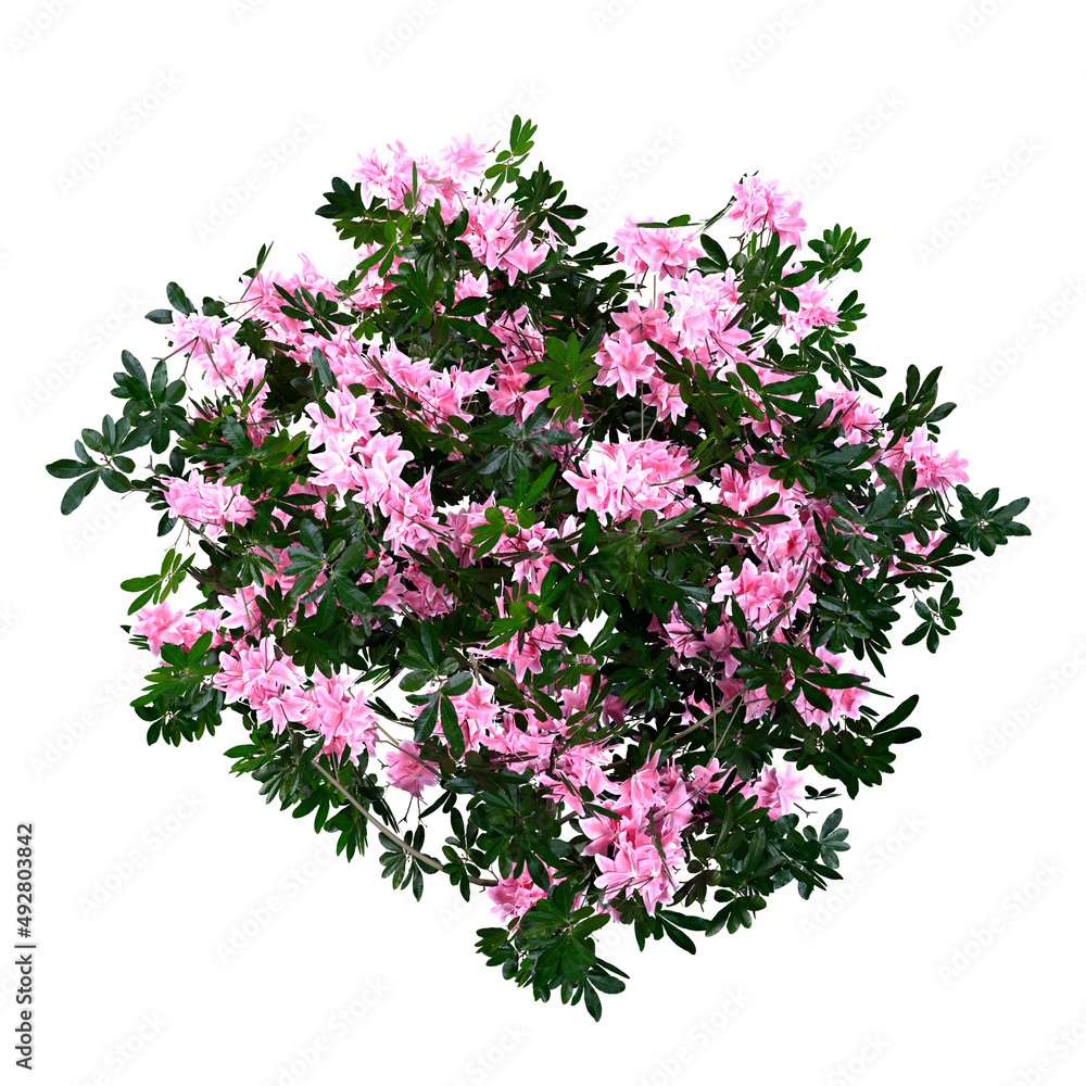 Fototapeta premium 3D Rendering Azalea Flowers on White