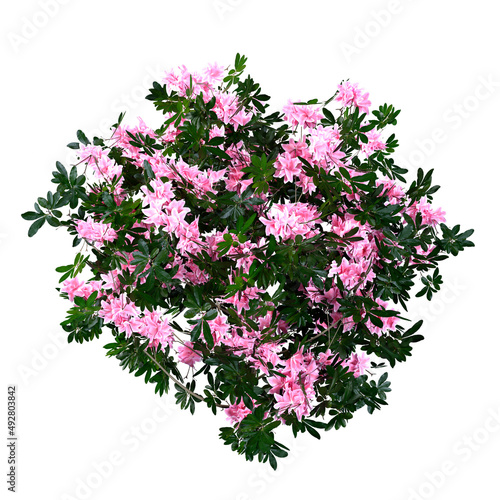 3D Rendering Azalea Flowers on White