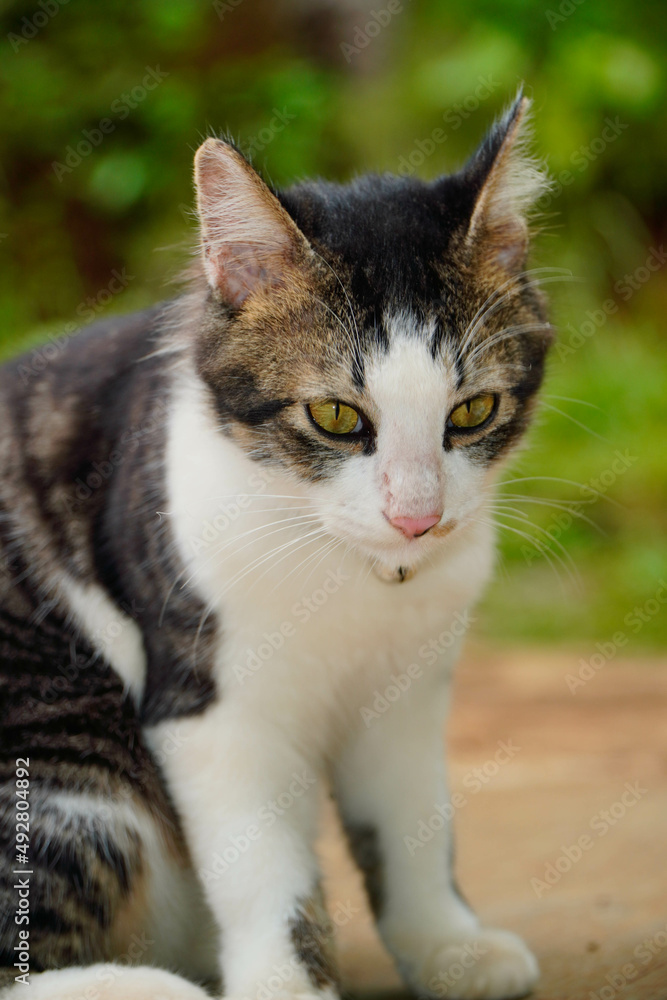 Black and white cat playing in the yard