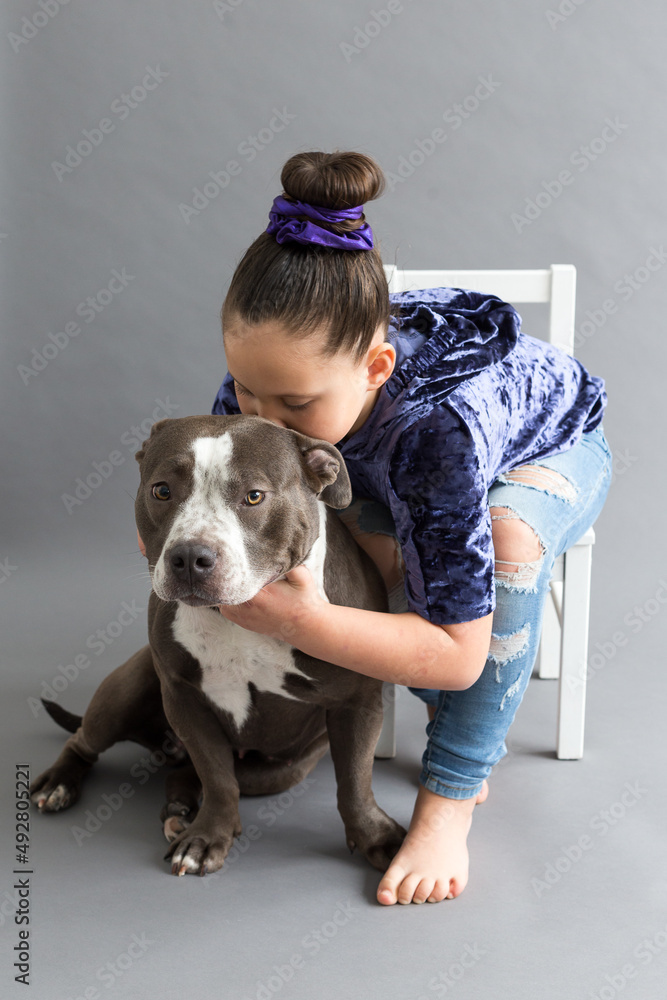 Selective focus portrait of little girl sitting on small chair against seamless grey background kissing her dark grey and white pit  American Bully