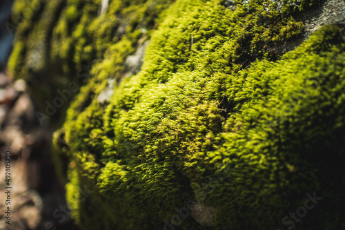 moss on the stone