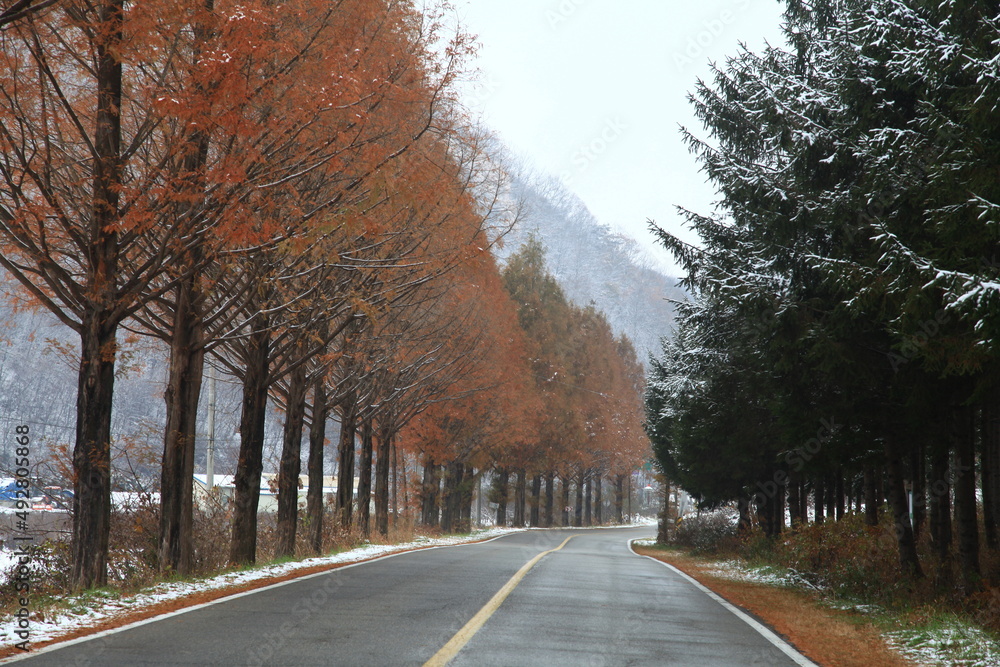 Fototapeta premium winter