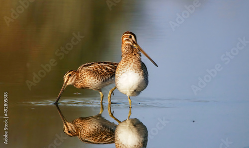 Two common snipes photo