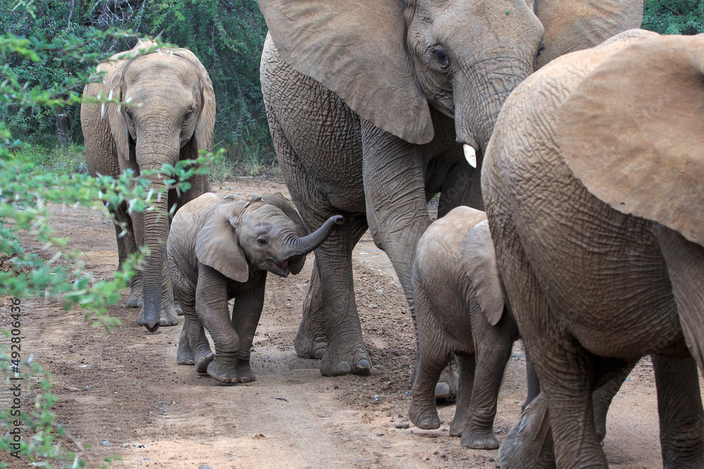 Fototapeta premium Herd of elephant with baby