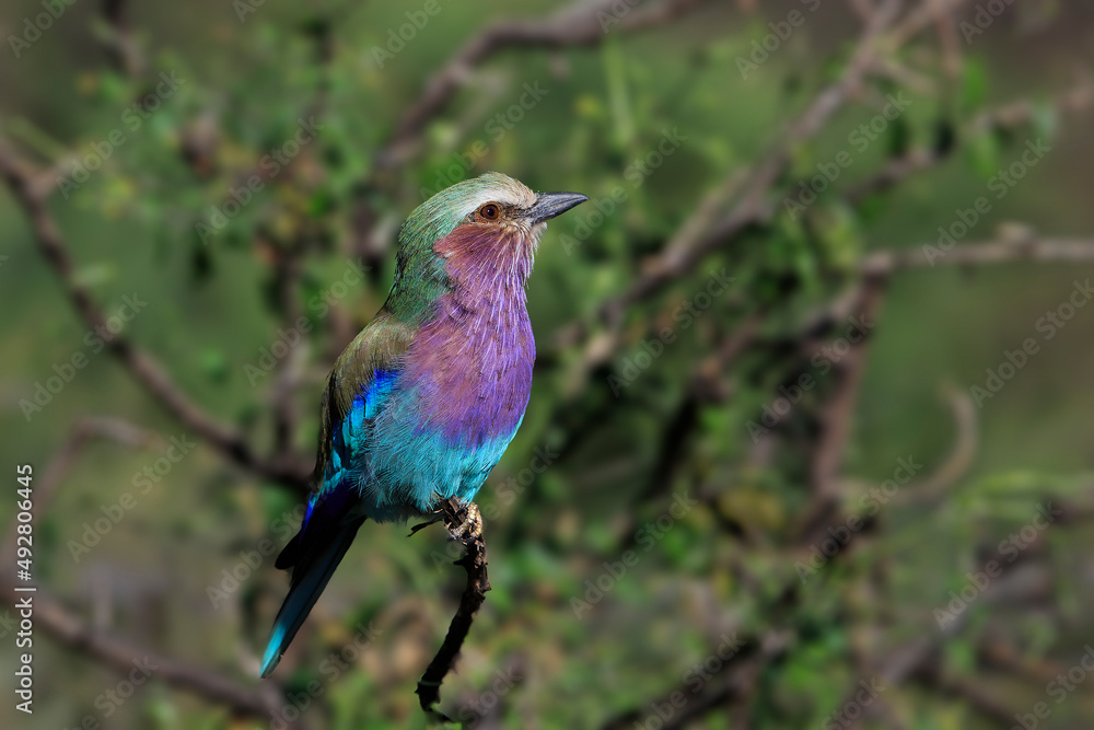 Obraz premium Lilac breasted Roller side view 2