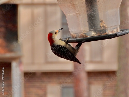 Red bellied woodpecker
