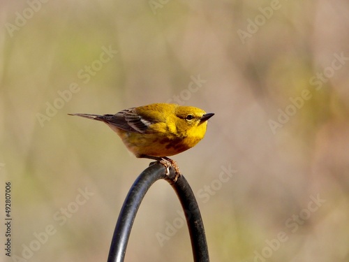 Yellow Finch