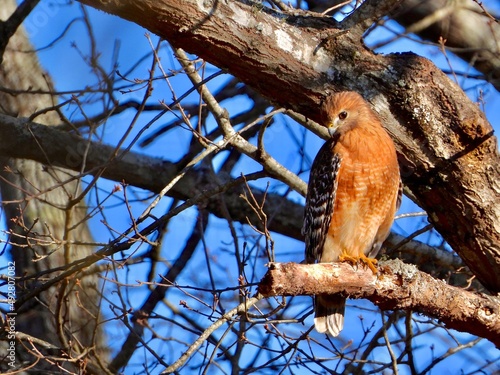 Red Shouldered Hawk 