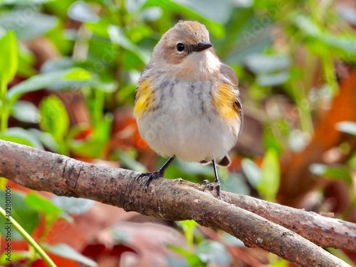 Pine Warbler 