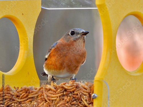 Eastern Blue Bird
