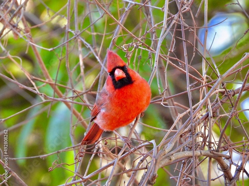 Cardinal 
