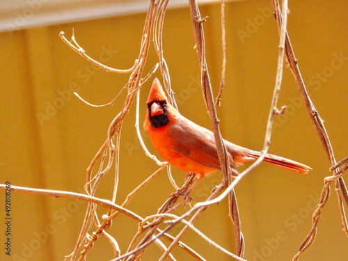 Cardinal