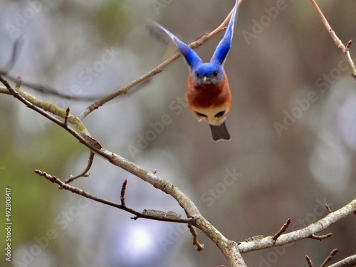 Blue Bird in Flight