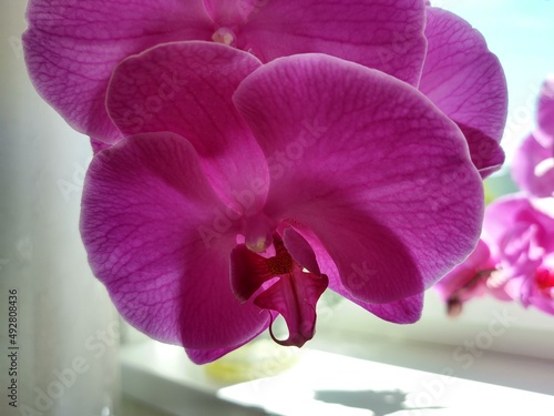 Colorful pink and white Orchid flower blooming on the window in house. Slovakia photo