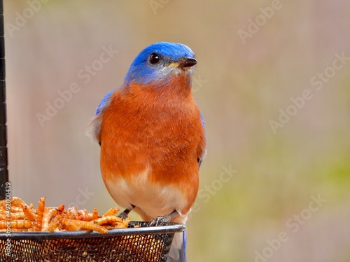 Eastern Blue Bird 