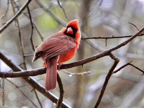 Cardinal 