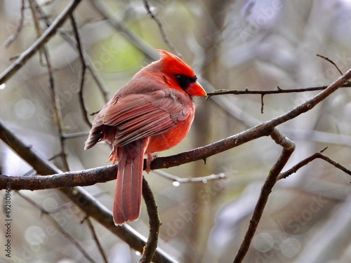 Cardinal 