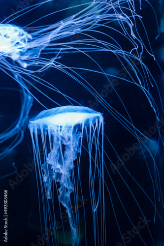 Sanderia malayensis jellyfish family Pelagiidae, native to tropical Indo-Pacific photo