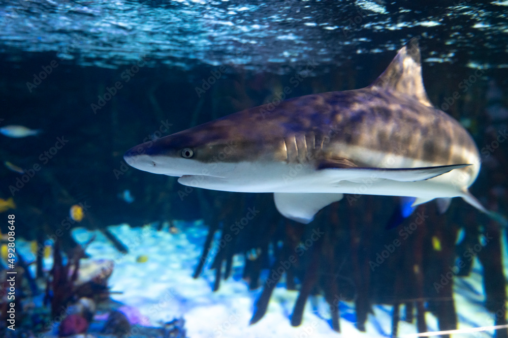 Naklejka premium Sea aquarium with salt water and differenet colorful coral reef fish