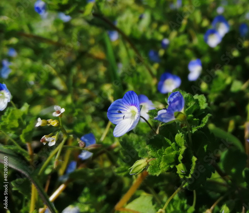 Beautiful flowers with white and purple petals on a background of green, fresh, spring grass