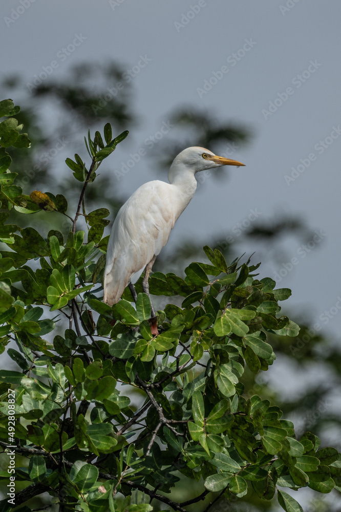 ardea alba/ white heron portrait africa kenya ardea alba/ white heron portrait africa kenya