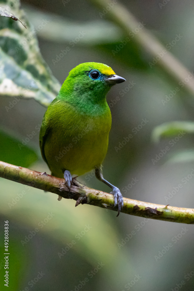 Beautiful tanager Blue-naped Chlorophonia, Chlorophonia cyanea, exotic tropical green songbird from Colombia. Wildlife from South America. Birdwatching in Colombia