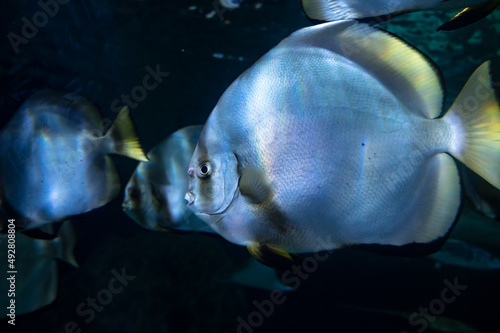 Sea aquarium with salt water and differenet colorful coral reef fish photo