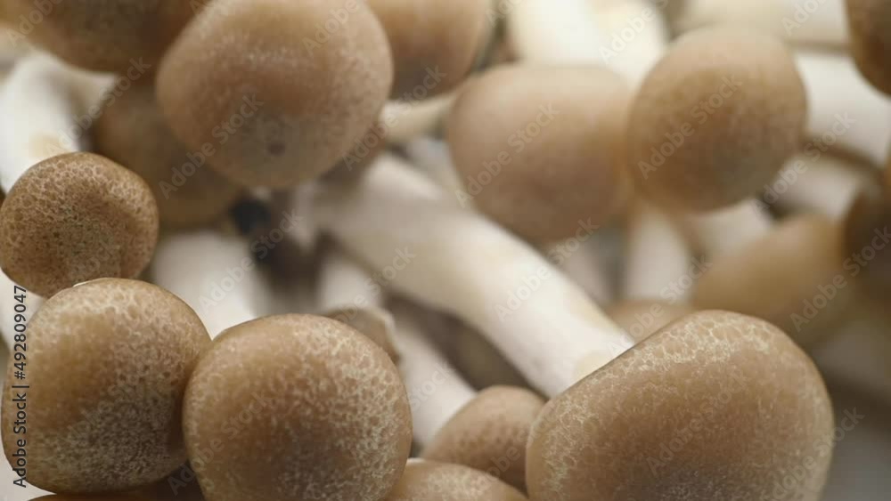 Spinning eringi mushrooms on plant background Spinning eringi mushrooms on plant background