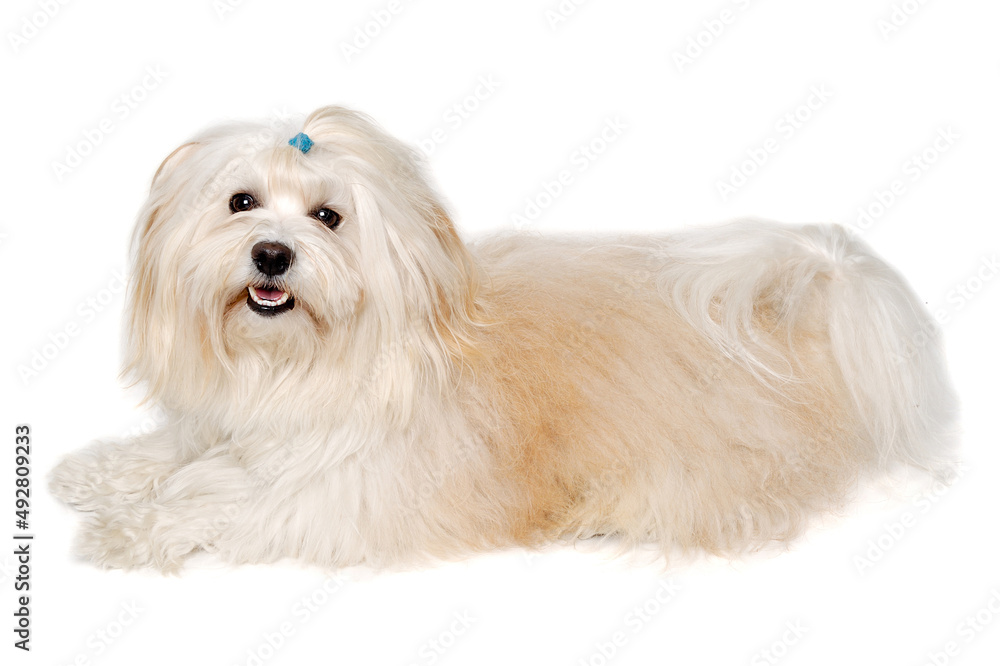 Happe Coton De Tulear dog resting on a clean white background Happe Coton De Tulear dog resting on a clean white background