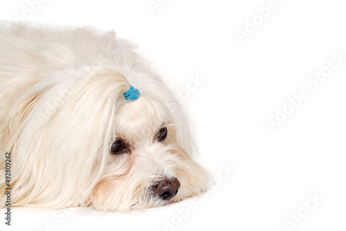 Sad Coton De Tulear dog resting on a clean white background