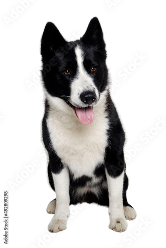 Happy karelian bear dog sitting on a clean white background