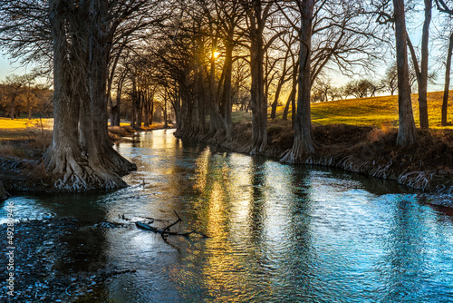 Bald cypress trees with exposed roots line the banks of the Guadalupe river as it meander through the Texas Hill Country and the setting sun illuminating the upper branches, Waring, Texas